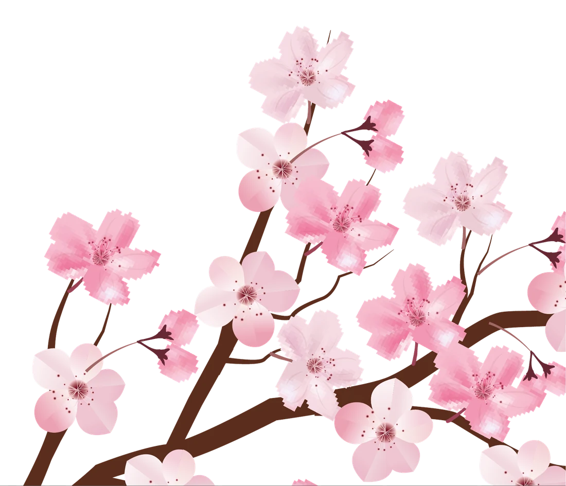 Kirschblüten